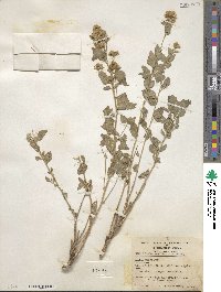 Ageratina occidentalis image