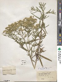 Eupatorium hyssopifolium image