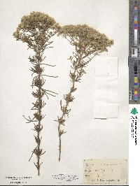 Eupatorium hyssopifolium image