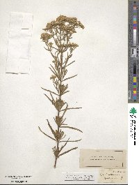 Eupatorium hyssopifolium image