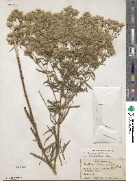 Eupatorium hyssopifolium var. laciniatum image