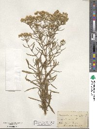 Eupatorium hyssopifolium image