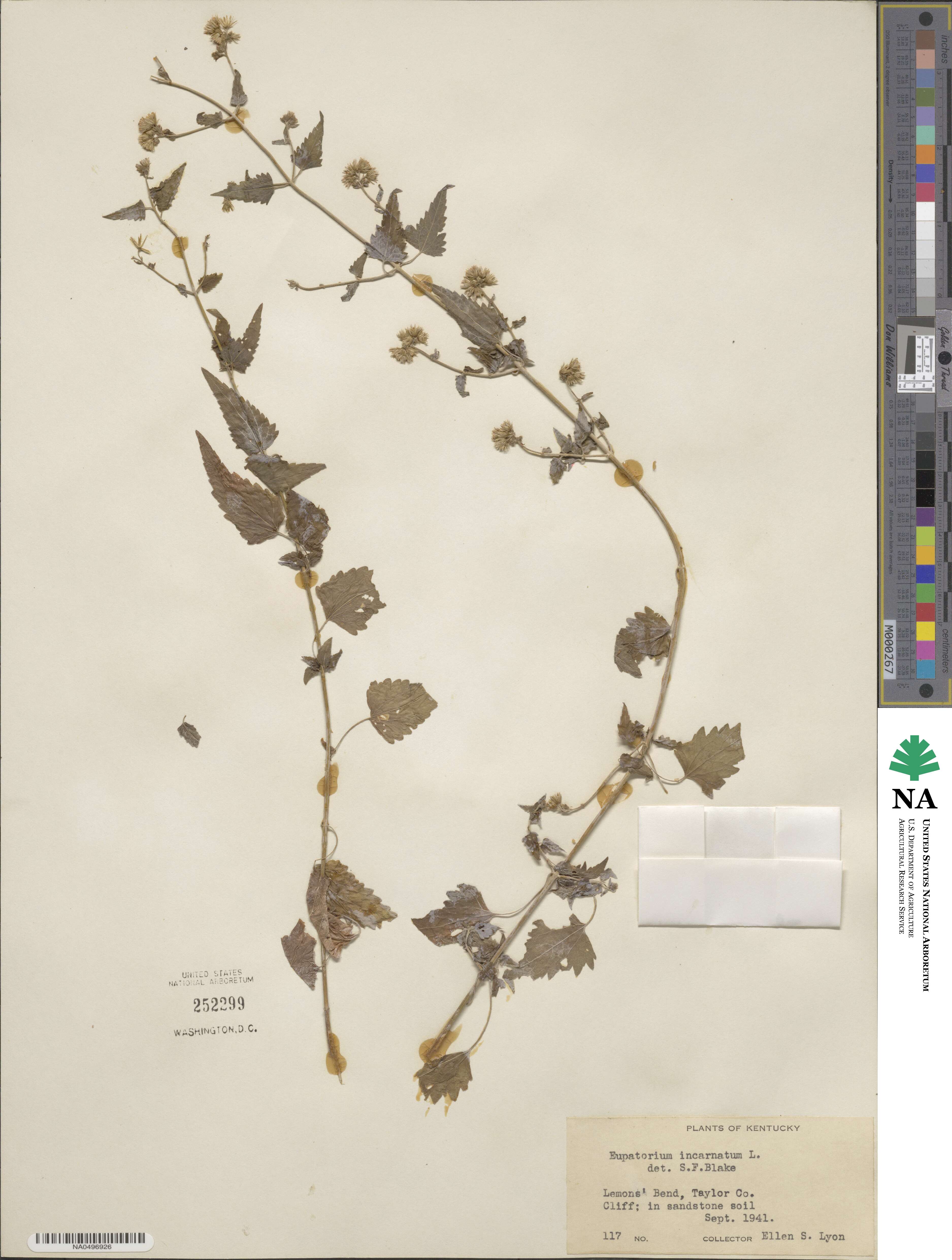 Fleischmannia incarnata image