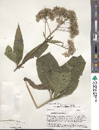 Eupatorium purpureum image