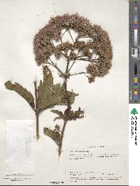 Eupatorium purpureum image