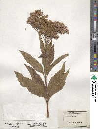 Eupatorium purpureum image