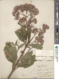 Eupatorium purpureum image