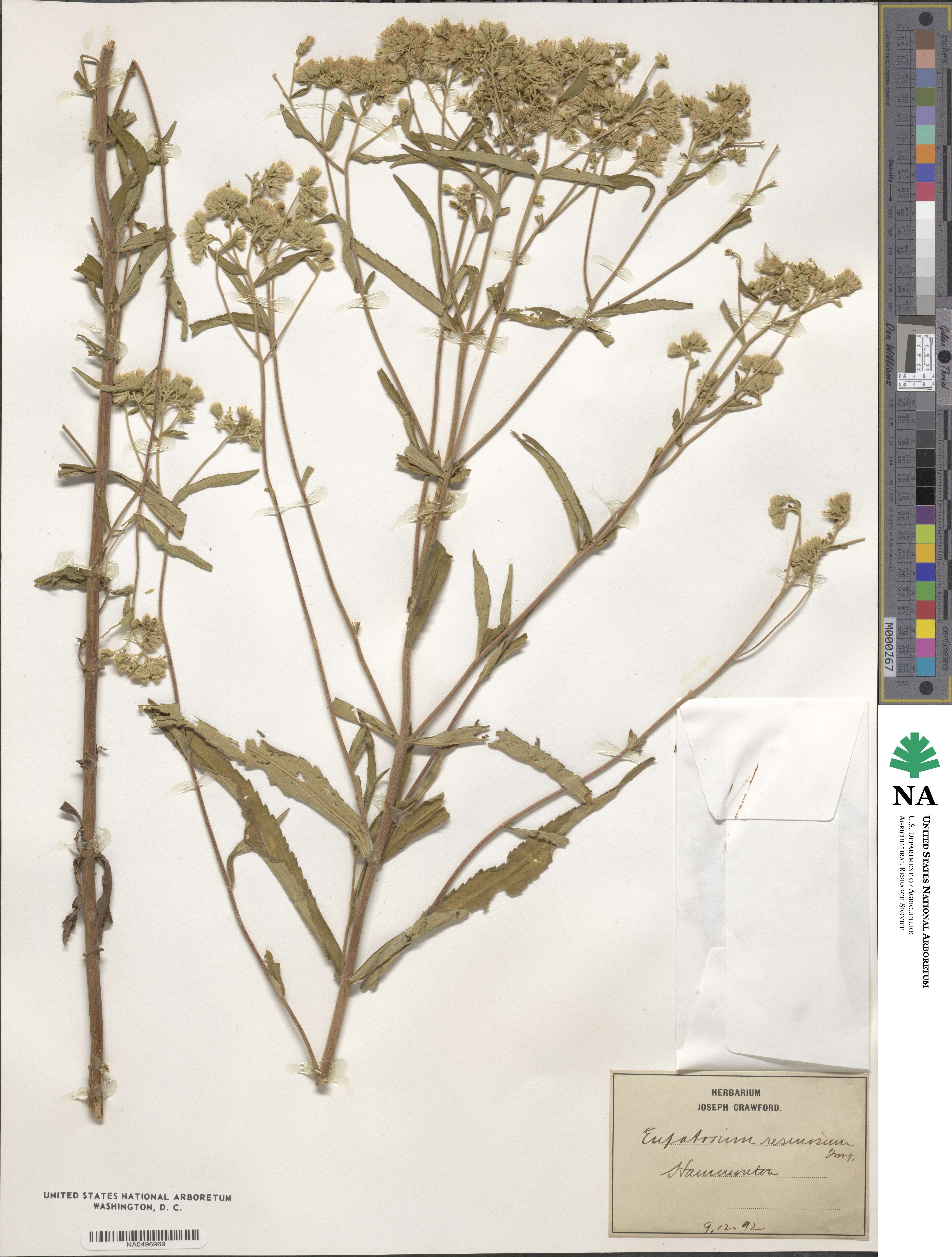 Eupatorium resinosum image