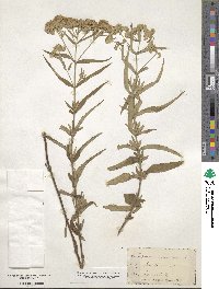 Eupatorium resinosum image