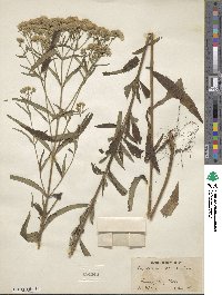 Eupatorium resinosum image