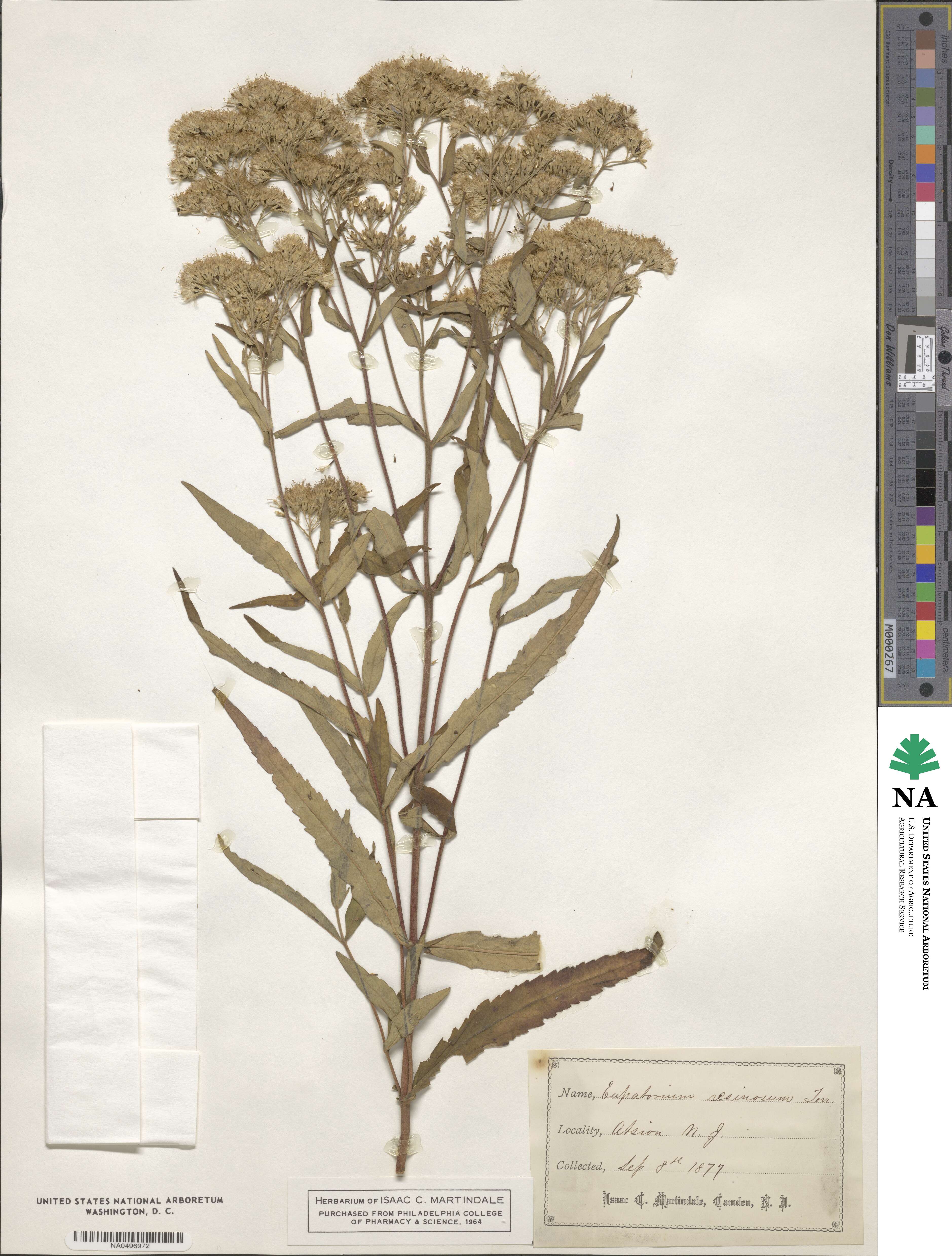 Eupatorium resinosum image
