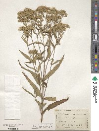 Eupatorium resinosum image