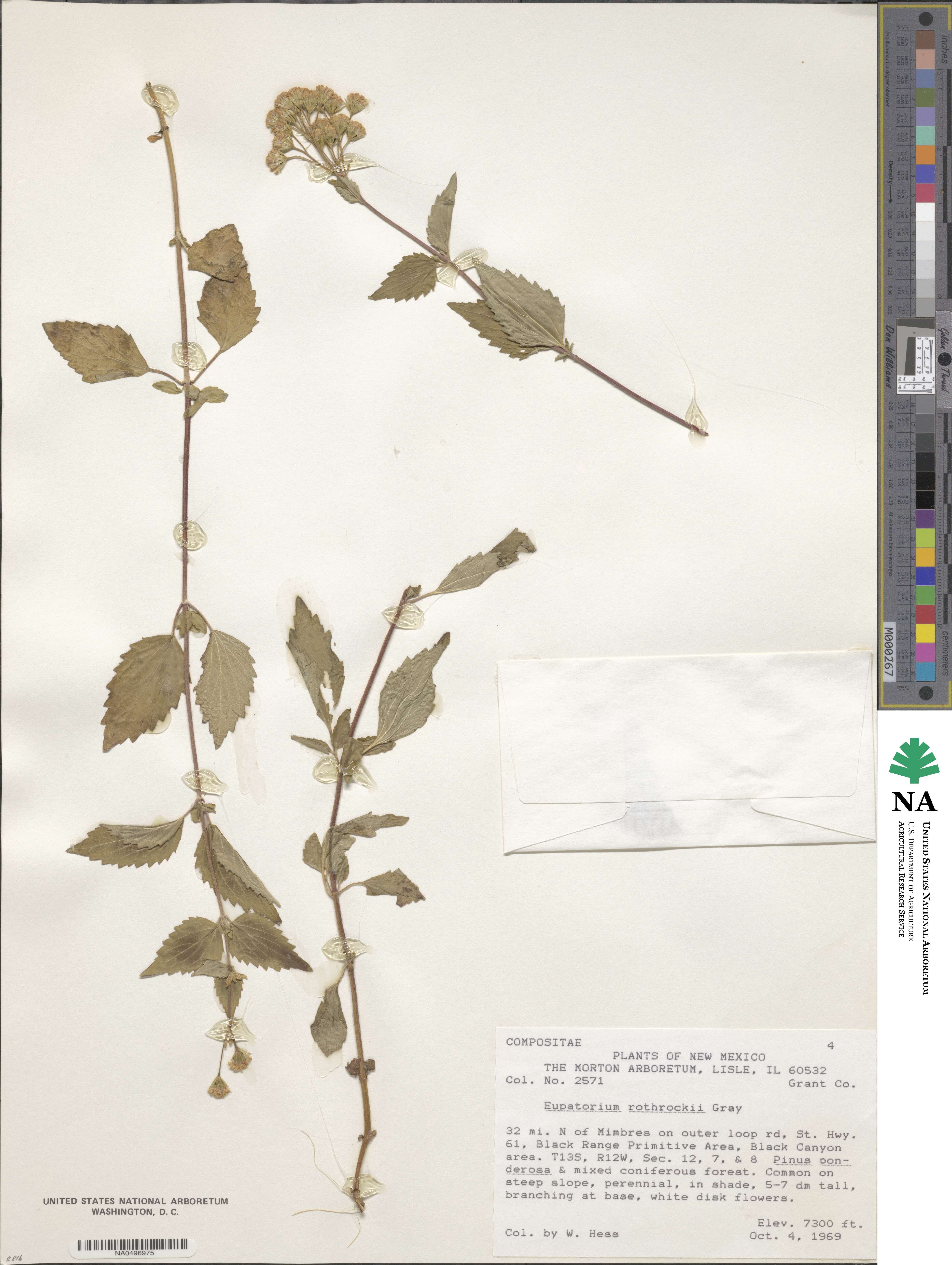 Ageratina rothrockii image