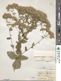 Eupatorium pubescens image