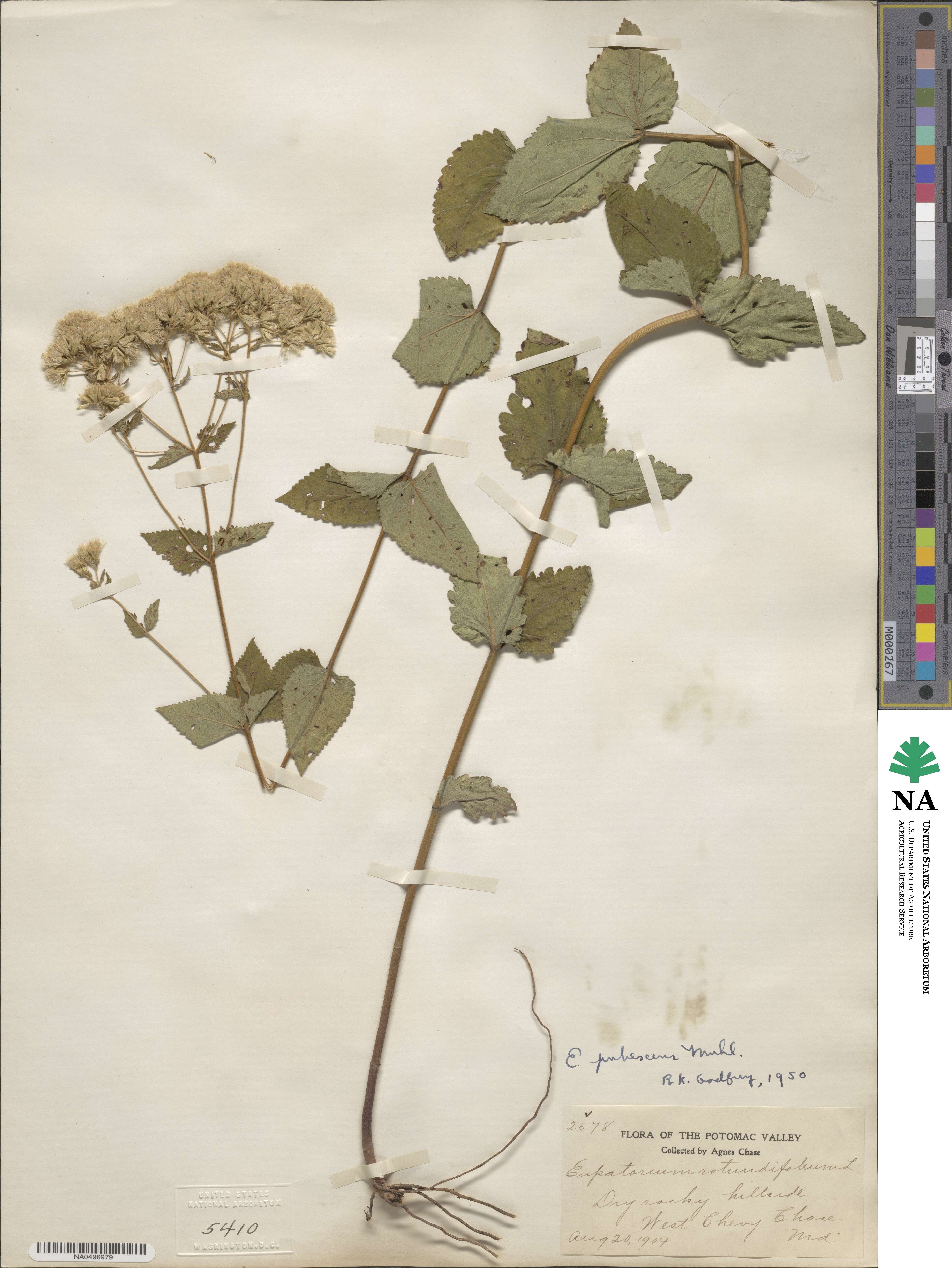 Eupatorium pubescens image