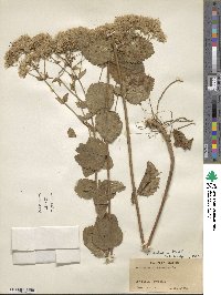 Eupatorium pubescens image