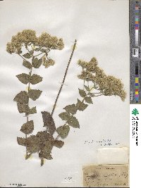 Eupatorium pubescens image