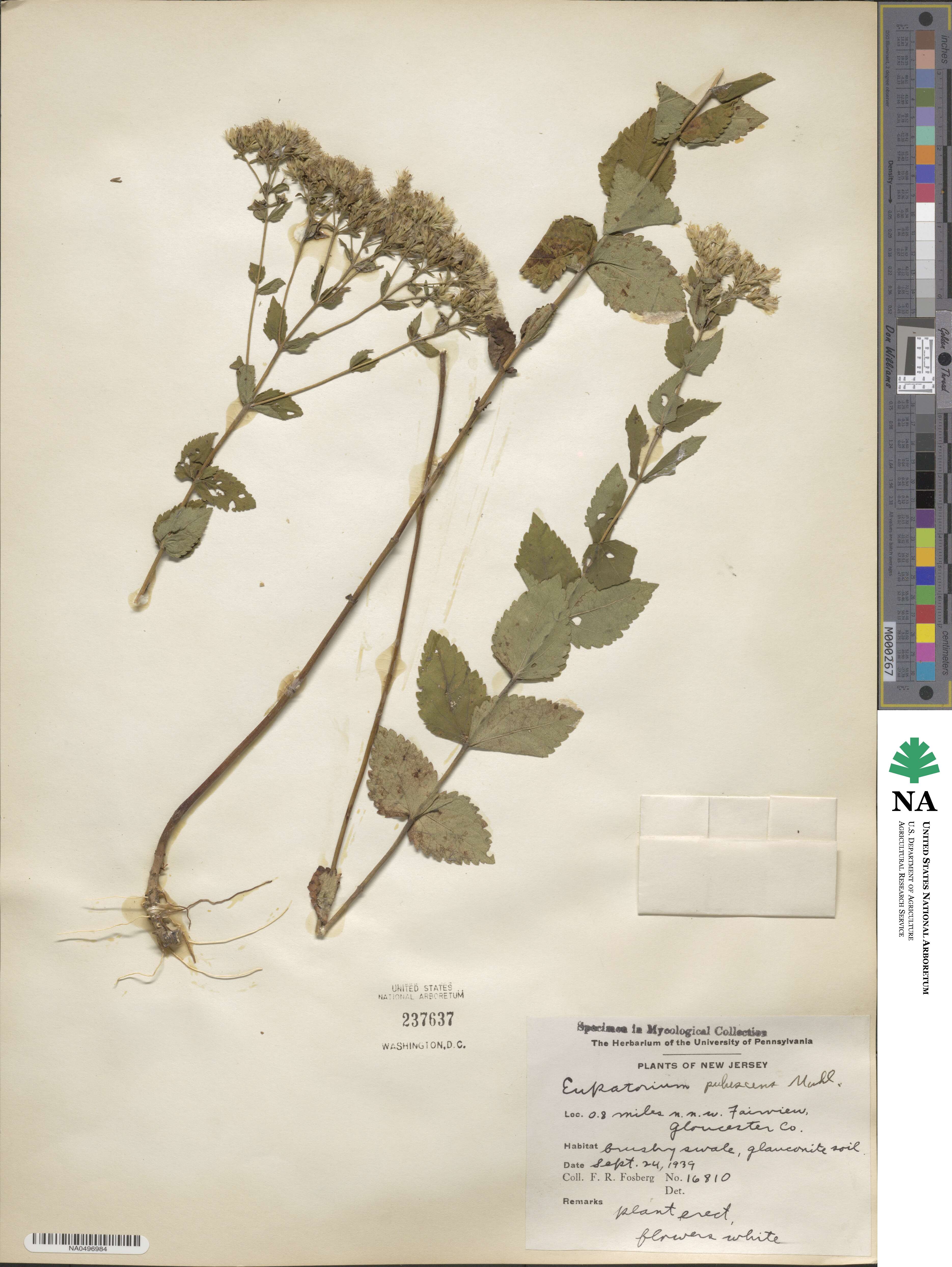 Eupatorium pubescens image