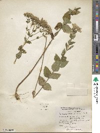 Eupatorium pubescens image