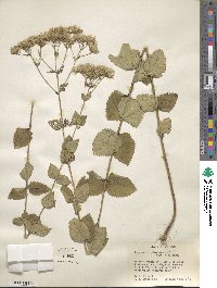 Eupatorium pubescens image