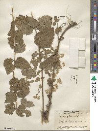 Eupatorium pubescens image