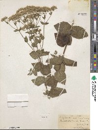 Eupatorium pubescens image