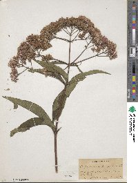 Eupatorium purpureum image