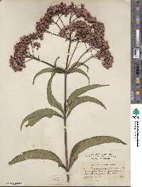 Eupatorium purpureum image