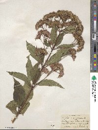 Eupatorium purpureum image