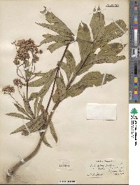 Eupatorium purpureum image