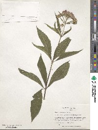 Eupatorium purpureum image