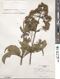 Eupatorium purpureum image