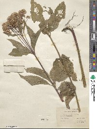 Eupatorium purpureum image