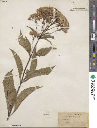 Eupatorium purpureum image