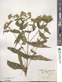 Eupatorium perfoliatum image