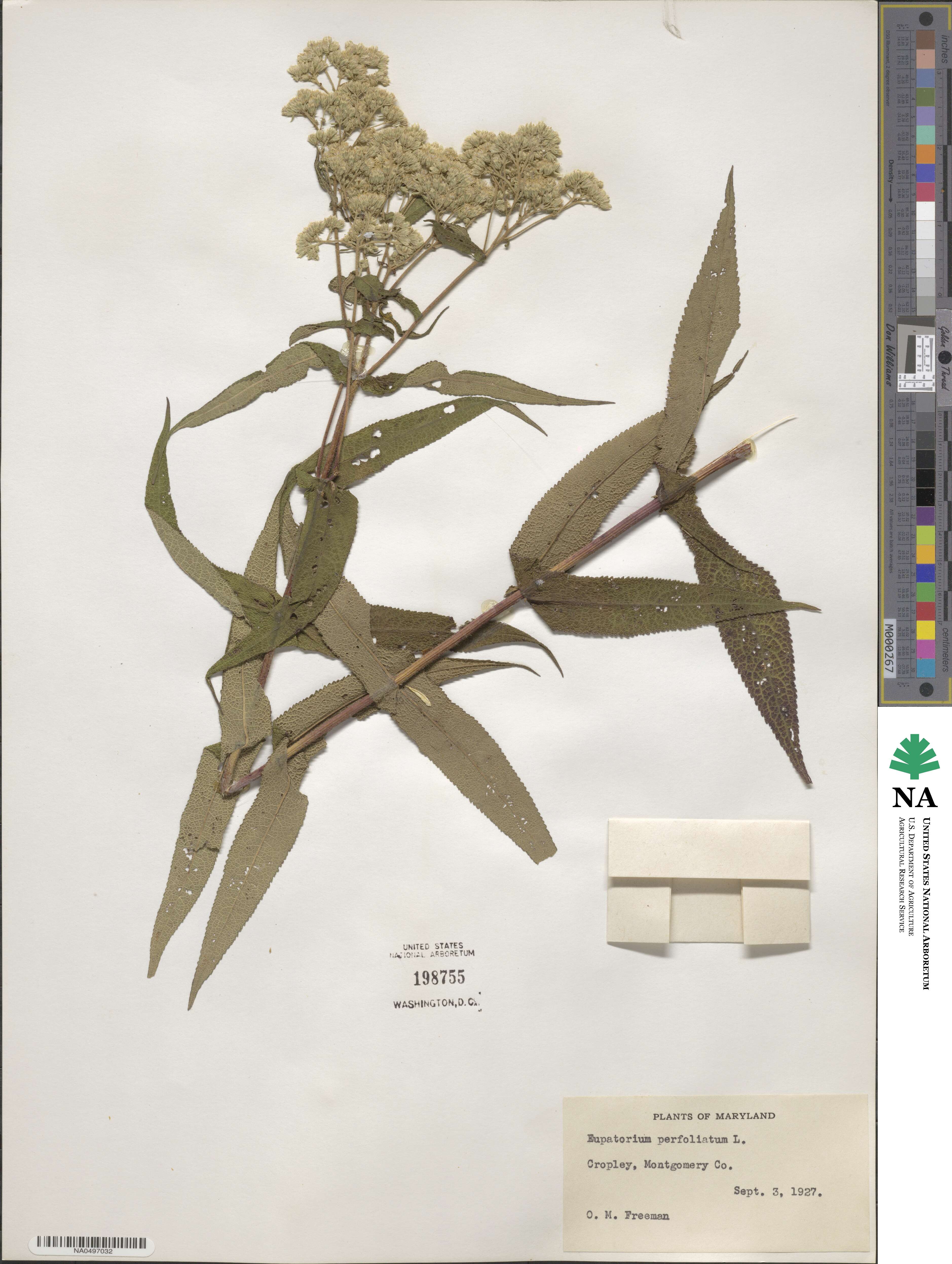 Eupatorium perfoliatum image