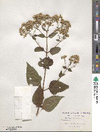 Eupatorium rugosum image