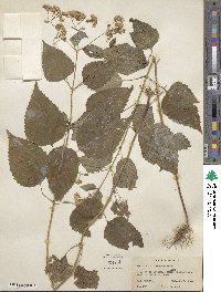 Eupatorium rugosum image