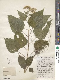 Eupatorium rugosum image