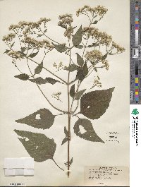 Eupatorium rugosum image