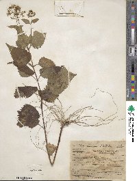 Eupatorium rugosum image