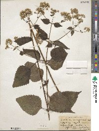 Eupatorium rugosum image