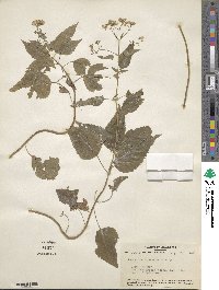 Eupatorium rugosum image