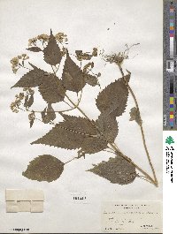 Eupatorium rugosum image