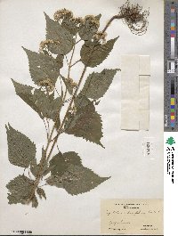 Eupatorium rugosum image