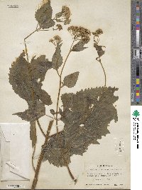 Eupatorium rugosum image