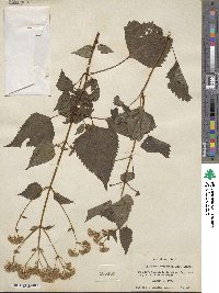 Eupatorium rugosum image