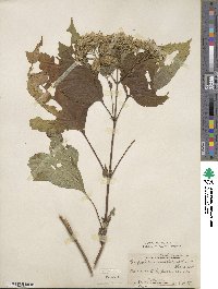 Eupatorium rugosum image