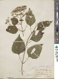 Eupatorium rugosum image