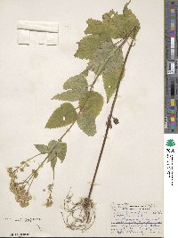 Eupatorium rugosum image